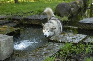 水浴びをするハスキー犬