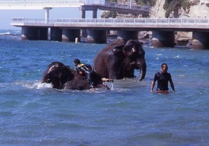 勝浦の海岸で、海水浴をするインド象