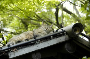 屋根の上でまどろむネコ